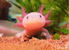 六角龍魚多少錢一條， 20厘米長的15元左右