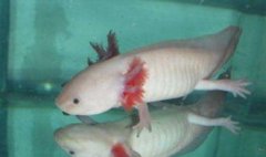 六角龍魚怎么分公母，雄性體型較苗條雌性體型肥大