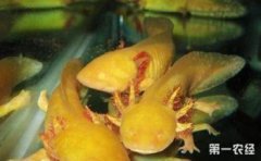 六角龍魚招財嗎，六角龍魚不是招財魚
