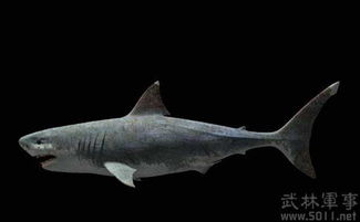 十大最兇猛的海洋生物，巨齒鯊、滄龍、滑齒龍、薩斯特魚龍