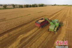 割麥是什么季節，冬小麥的收割季節為夏天