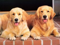 十大適合家養的小型狗，泰迪、金毛、博德牧羊犬等