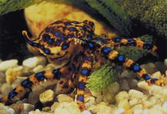 咬人有毒的動物有哪些，箭毒蛙、藍環章魚、羅斯海豹等