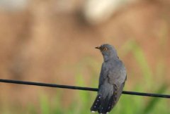 子規是什么鳥，四聲杜鵑的別名又名蜀魄、蜀魂、催歸