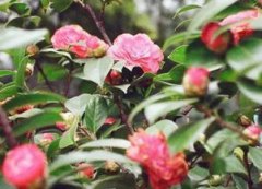 寧波市的市花是什么花，市花是茶花深受寧波市民的喜愛