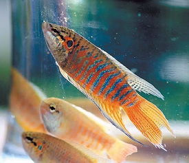 斗魚是什么魚，是中國及東南亞已知的四種屬斗魚的統稱