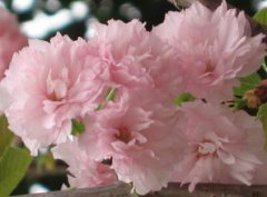 日本的國花是什么花，國花是櫻花