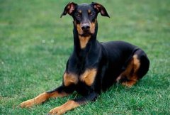 杜賓犬適合家養嗎，杜賓犬不適合家養