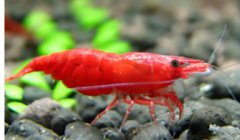 極火蝦吃什么，既可以吃藻類食物也可以吃微生物