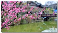 梅花是什么季節開的，在冬春季節開放