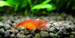 櫻花蝦吃什么，主要以類藻及浮游生物為食