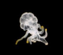 海洋生物有哪些，浮游生物、底上生物、底內生物