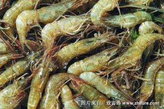 淡水蝦吃什么，人工養殖的河蝦能攝食各種商品飼料