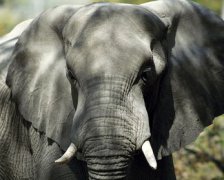 熱帶雨林有什么動物，大靈貓、鬣羚、華南虎、象