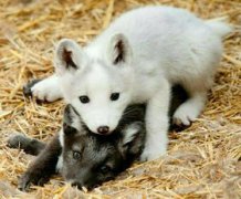 狐貍的天敵是什么動物，主要有狼、猞猁、猛禽如鷹、鷲等