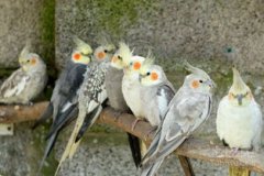 玄鳳鸚鵡會說話嗎，經過訓練后會說話