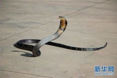 眼鏡王蛇最長多少米，已知世界上最長的眼鏡王蛇體長達到了5.58米