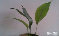 粽子葉是什么植物的葉子，一般以箬葉等制成