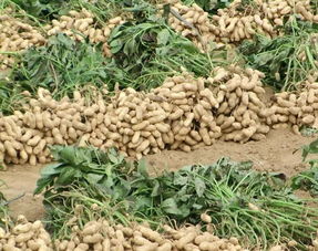 花生米多少錢一斤，一般6.5元上下一斤