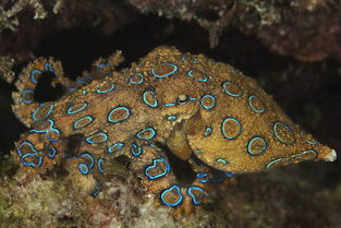 藍環章魚的天敵，抹香鯨、海鰻、鯊魚、玳瑁等