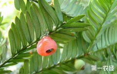 紅豆杉是什么植物，是喬木或灌木植物