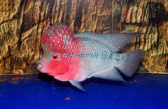 羅漢魚吃什么最好，紅蚯蚓、紅線蟲、面包蟲、小魚、小蝦等