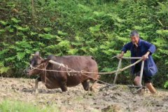 耕田是什么季節，屬于春、夏兩季