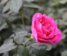 花中皇后是什么植物，其實就是指的月季花