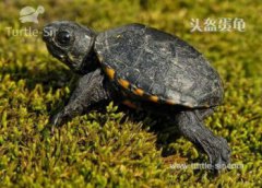 蛇是爬行動物嗎，人們常見的蛇、蜥蜴、龜、鱉、等均屬爬行動物