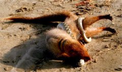 蛇的天敵是什么動物，蛇獴、蛇鷲、蜜獾、眼鏡王蛇等