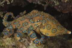 藍環章魚的天敵，抹香鯨、海鰻、鯊魚、玳瑁等