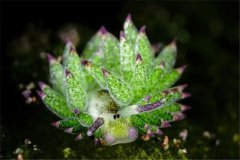 蝦吃什么東西長得快，喂食藻類植株、水蚯蚓、瓜果菜葉以及米糠等