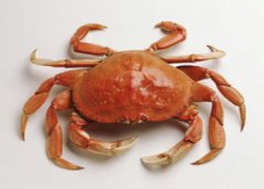 螃蟹生活在哪里，生活在海里或近海區