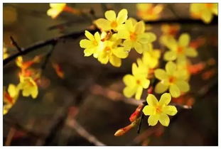 適合家養的138種花卉，梅花、水仙、迎春、桃花、白蘭玉等