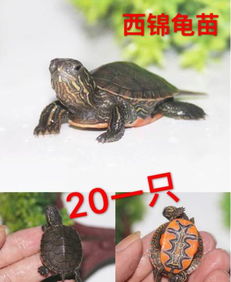 適合家養的大型龜，草龜、緬陸龜、 錦龜、火焰龜