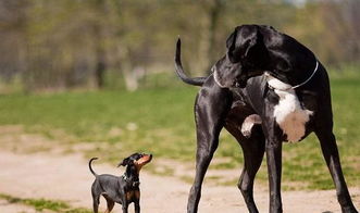 適合家養的霸氣巨型犬，巨型貴賓、大白熊犬、拉布拉多獵犬