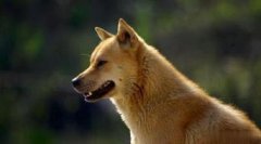 適合家養不掉毛的狗狗，中華田園犬、泰迪犬、吉娃娃