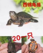 適合家養的大型龜，草龜、緬陸龜、 錦龜、火焰龜