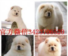 適合家養的狗，泰迪、邊境牧羊犬、八哥犬