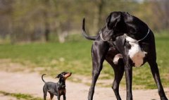 適合家養的霸氣巨型犬，巨型貴賓、大白熊犬、拉布拉多獵犬
