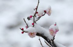 遙知不是雪為有暗香來是什么植物，是梅花