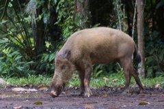 野豬是保護動物嗎，屬于國家二級保護動物