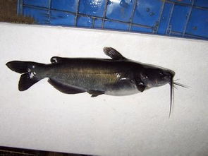 黔魚是什么魚，學名鉗魚又叫做斑點叉尾鮰