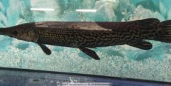 魚多少錢一斤現在市場價，一般在8-15元斤左右