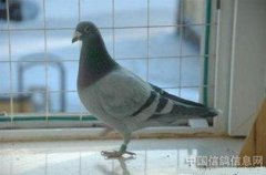 鴿子飛到家里窗臺代表什么，家庭會甜甜蜜蜜