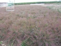 黑藻是什么植物，是被子植物屬于單子葉植物綱