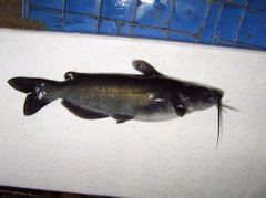 黔魚是什么魚，學名鉗魚又叫做斑點叉尾鮰