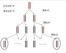 pcr擴增的原理和步驟，依賴于與DNA的半保留復制