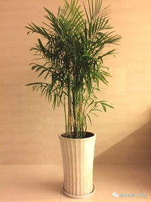 夏威夷竹子的寓意，也被稱為夏威夷椰子