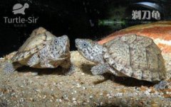 剃刀龜需要冬眠嗎，到15度以下才會正式進入冬眠